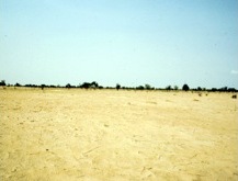 A flat, sandy millet field in West Africa with almost no trees on the horizon